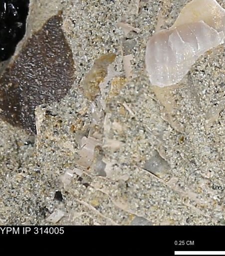 undet. Scaphopoda