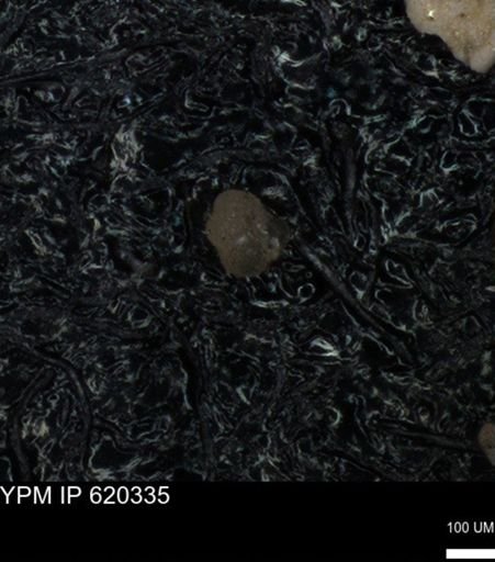 undet. Foraminiferida