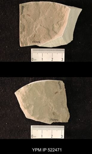 undet. Hexapoda