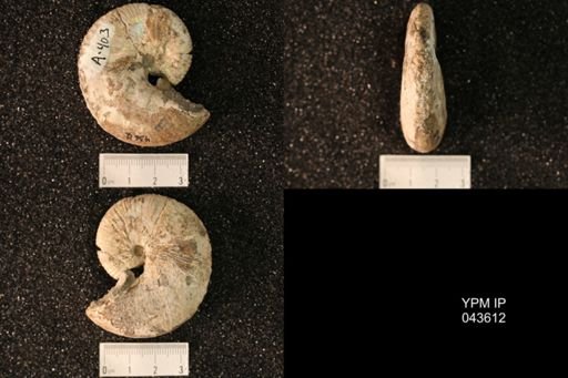Hoploscaphites nicolletii