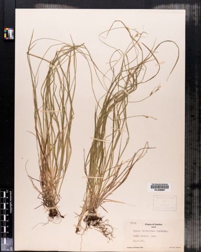 Carex bromoides