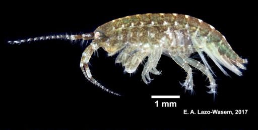 Ampithoe valida
