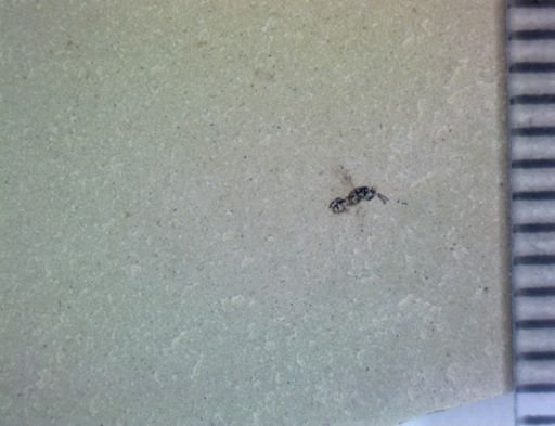 undet. Hymenoptera