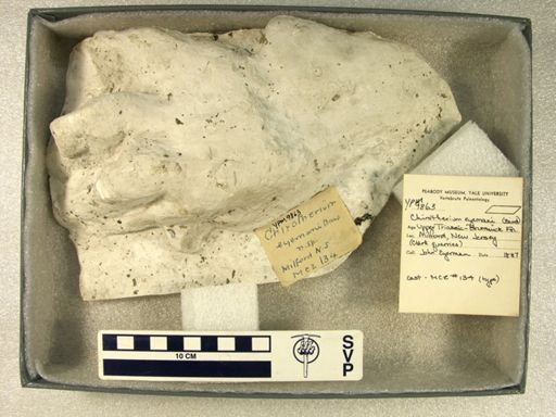 Chirotherium eyermani