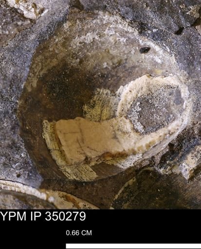 undet. Bivalvia