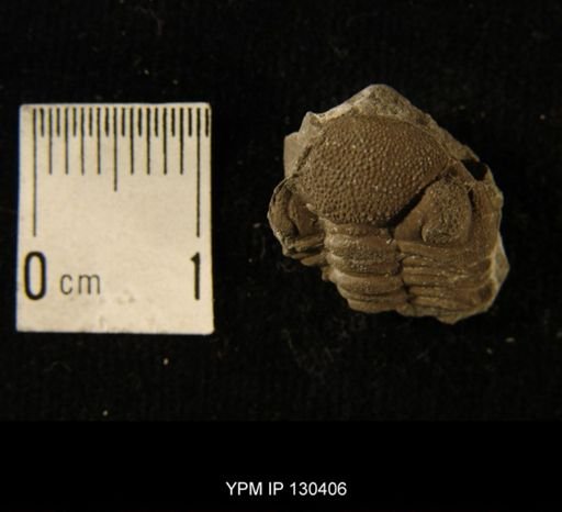 Phacops rana