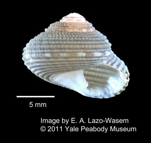 Clanculus