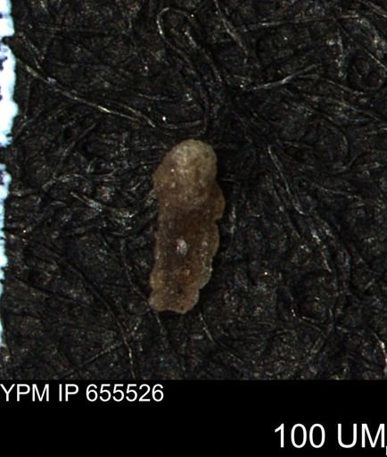Verneuilina canadensis