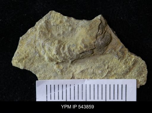 undet. Ichnofossil