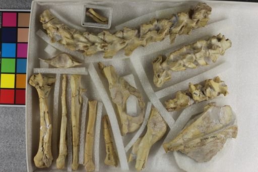 Hoplophoneus isolens