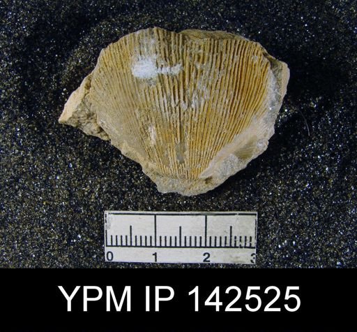 Derbyia hemisphaerica
