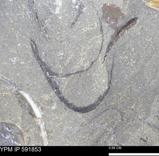 Mollusca