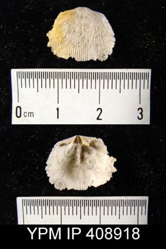 Doleroides sp.
