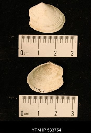 Tellina sp.