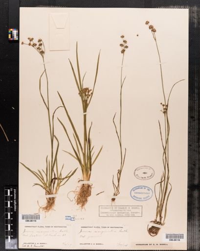 Juncus marginatus