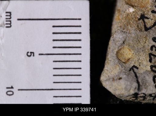 Cardium whitei