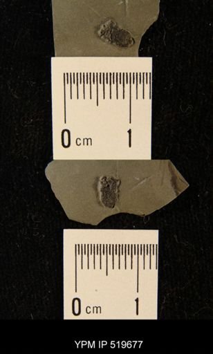 Ctenocystis sp.