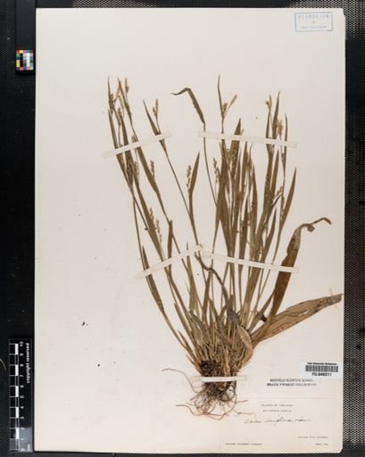 Carex laxiflora