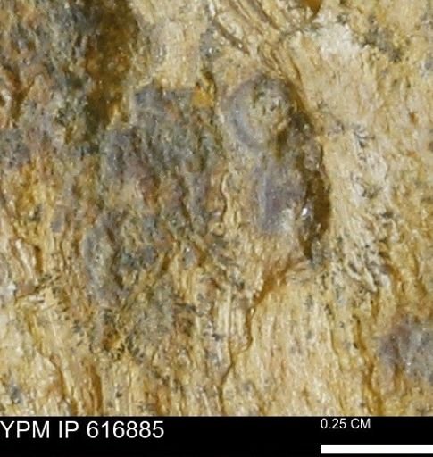 Teredo sp.