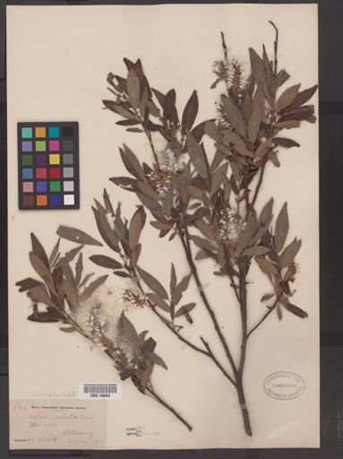 Salix rigida