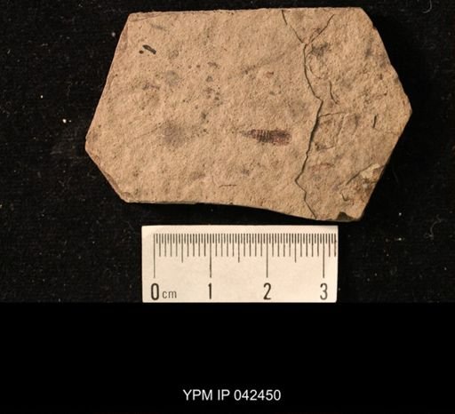 taxon undetermined