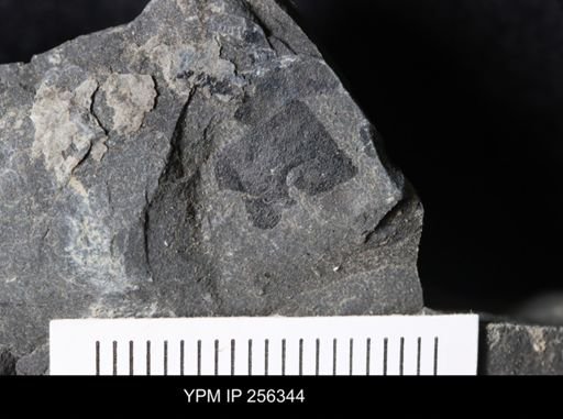 Eurypterida