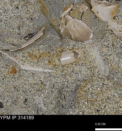 undet. Scaphopoda