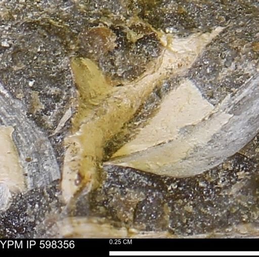 undet. Mollusca