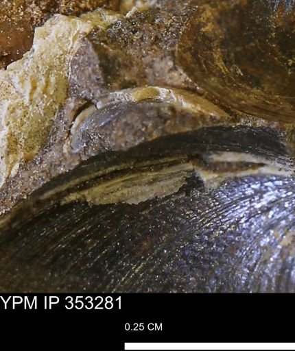 Limopsis striatopunctatus