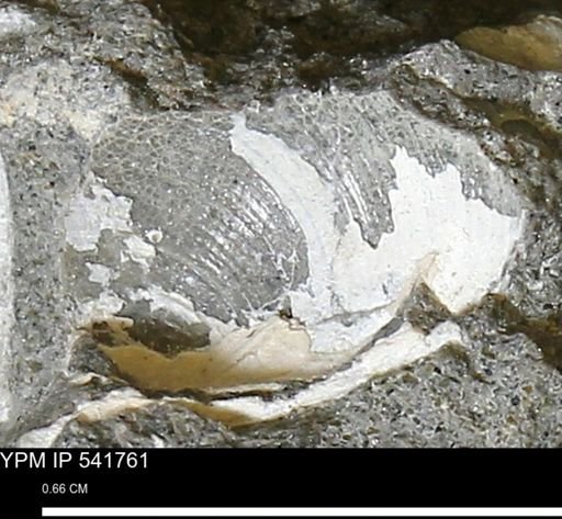 Limopsis striatopunctatus