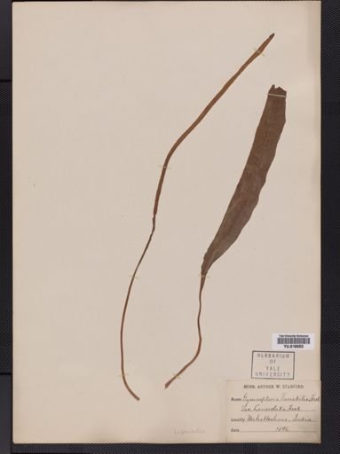 Leptochilus