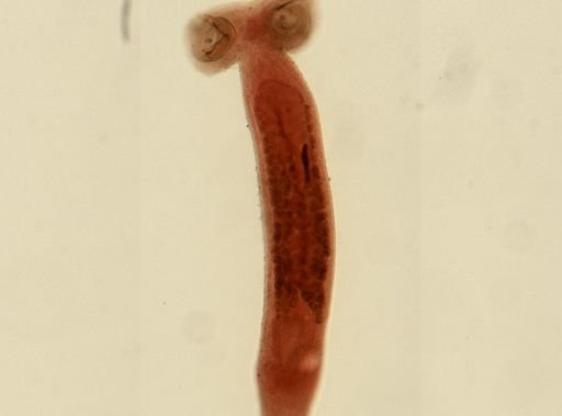 Sphyranura osleri