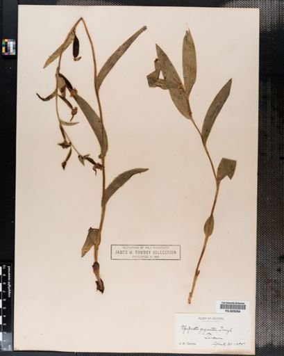 Epipactis gigantea