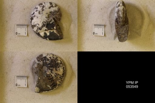 undet. Scaphitidae