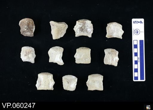 Mosasauridae