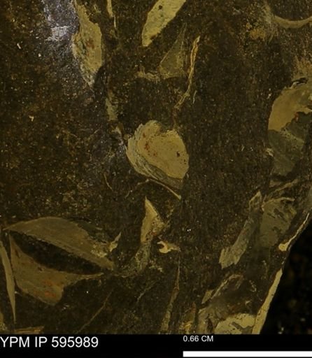 undet. Bivalvia