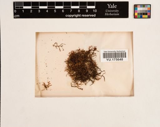 Plantae