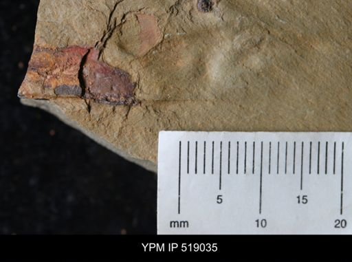 Sphenothallus?
