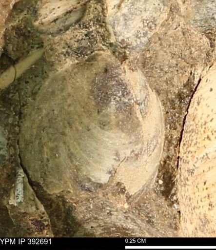 Protocardia subquadrata