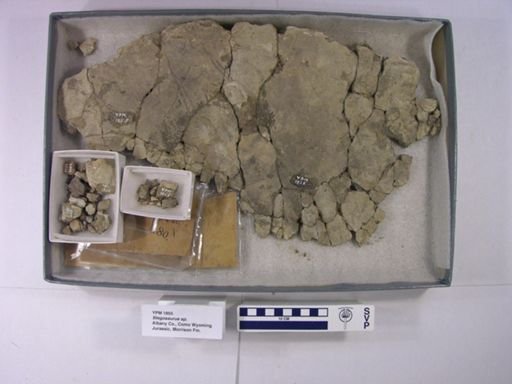 Stegosaurus