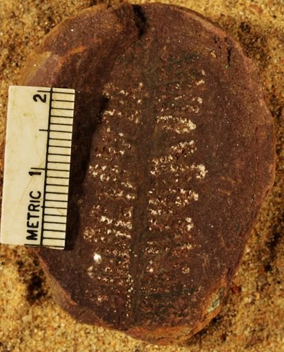 Pecopteris