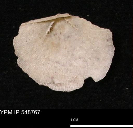Stropheodonta perplana