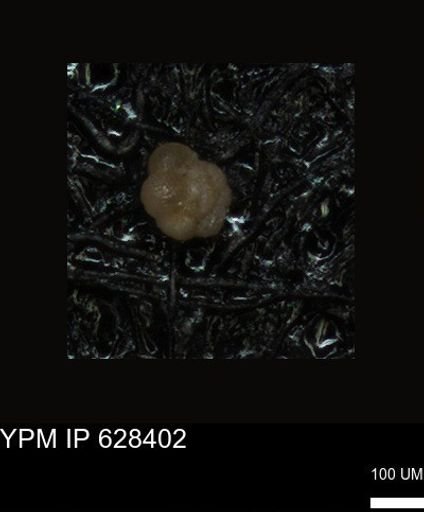 undet. Foraminiferida