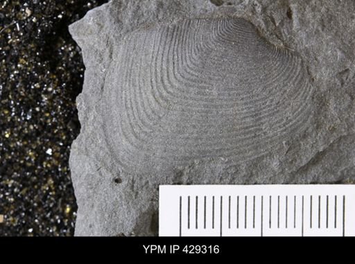 Cypricardella bellastriata