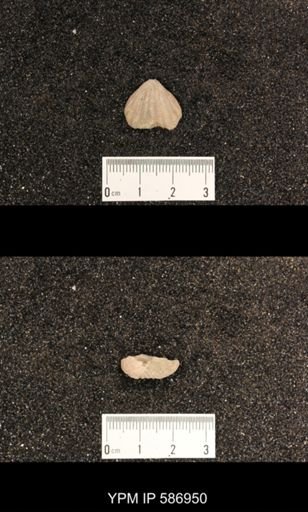 Rhynchotrema capax