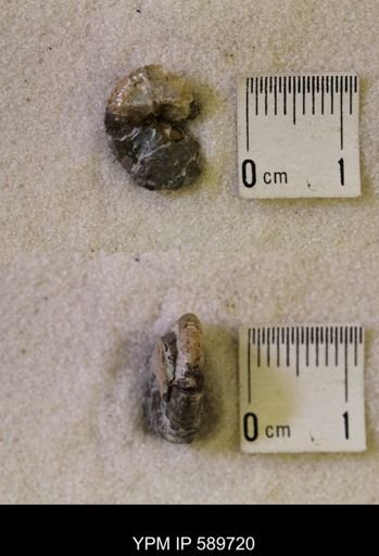 Discoscaphites sp.