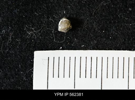 Limopsis striatopunctatus