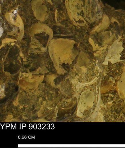 Corbulamella?