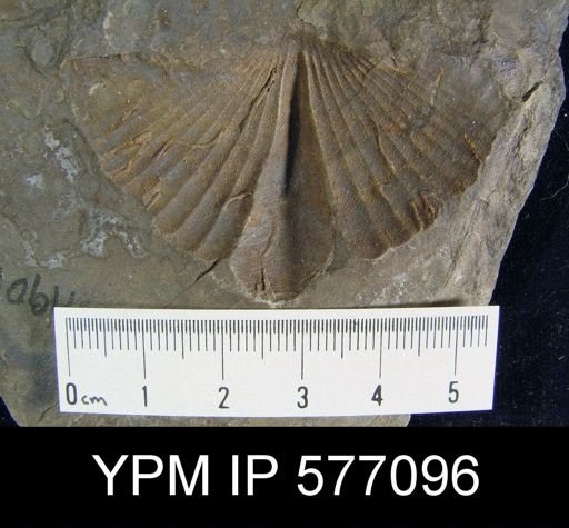 Platyrachella sp.