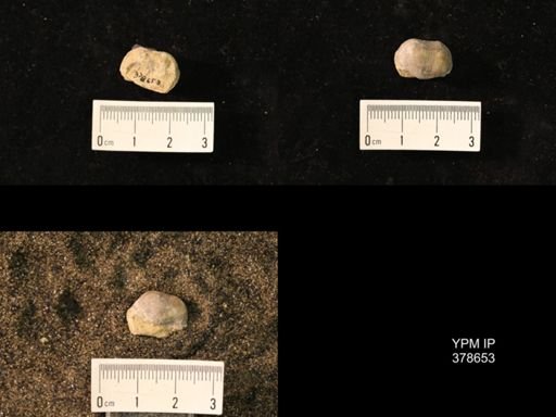 Marginifera wabashensis